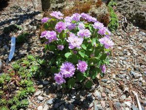 Anemonella thalictroides 'Shoaf's Double Pink'