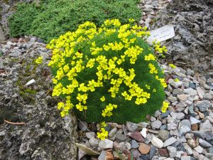 Draba var bryoides imbricata