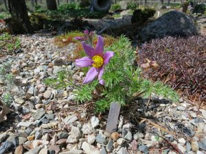 Pulsatilla zimmermannii
