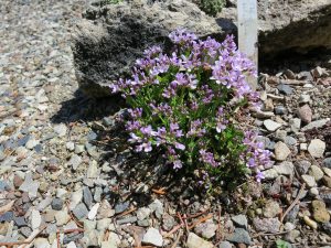 Thlaspi bellidifolium
