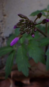 Cardamine quinquefolia Feb 26 2017