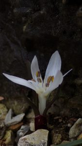 Colchicum atticum a new spring Colchicum for me