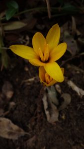 Crocus korolkowii always one of the earliest