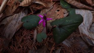 Cyclamen coum Feb 26 2017