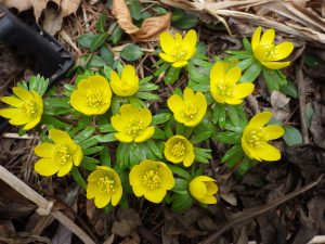 Eranthis hyemalis A robust form