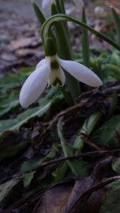 Galanthus elwesii 