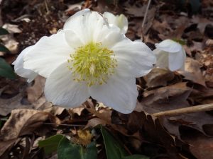 Helleborus niger 'HGC Josef Lemper' -- Almost a nice as 'Potter's Wheel'