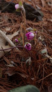 Hepatica nobilis double red Feb 26 2017