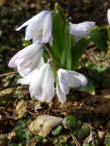 Scilla mischtschenkoana Feb 26 2017 -- my favorie squill